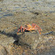 Sally Lightfoot Crab