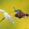 Hummingbird Hawk Moth