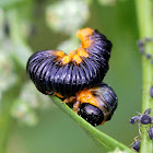 Sawfly Larvae