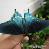 Blue Swallowtail/The Pipevine Swallowtail