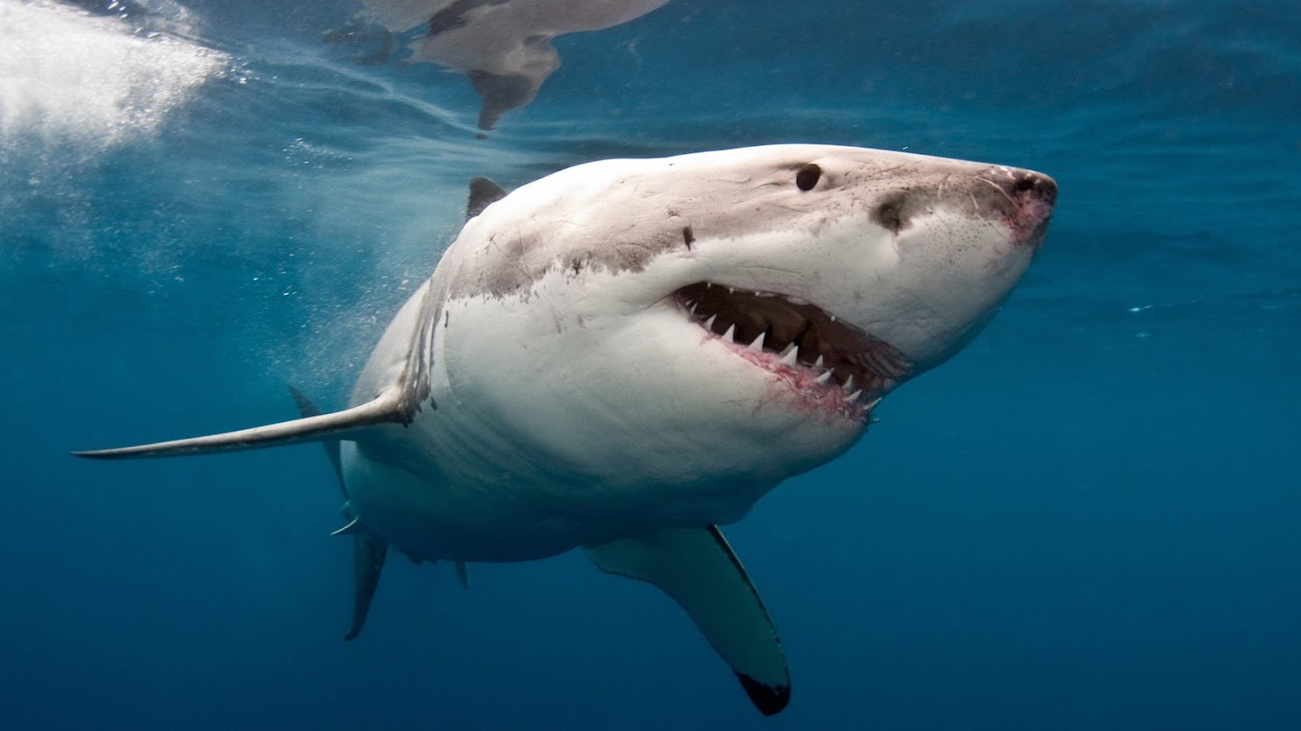 Watch Eyewitness Shark: Fin Frenzy live
