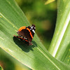 Red Admiral