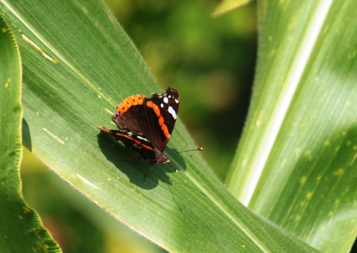 Red Admiral