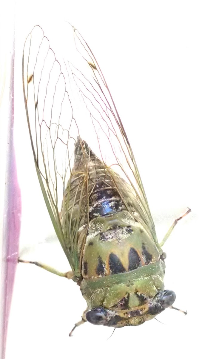 Dogday cicada
