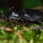 Rhinoceros Beetle