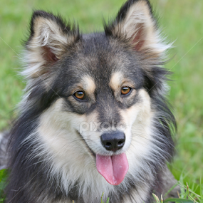 Porn Finnish Lapphund - Mia Ikonen's Profile - Kuopio, FI15, FI | Pixoto