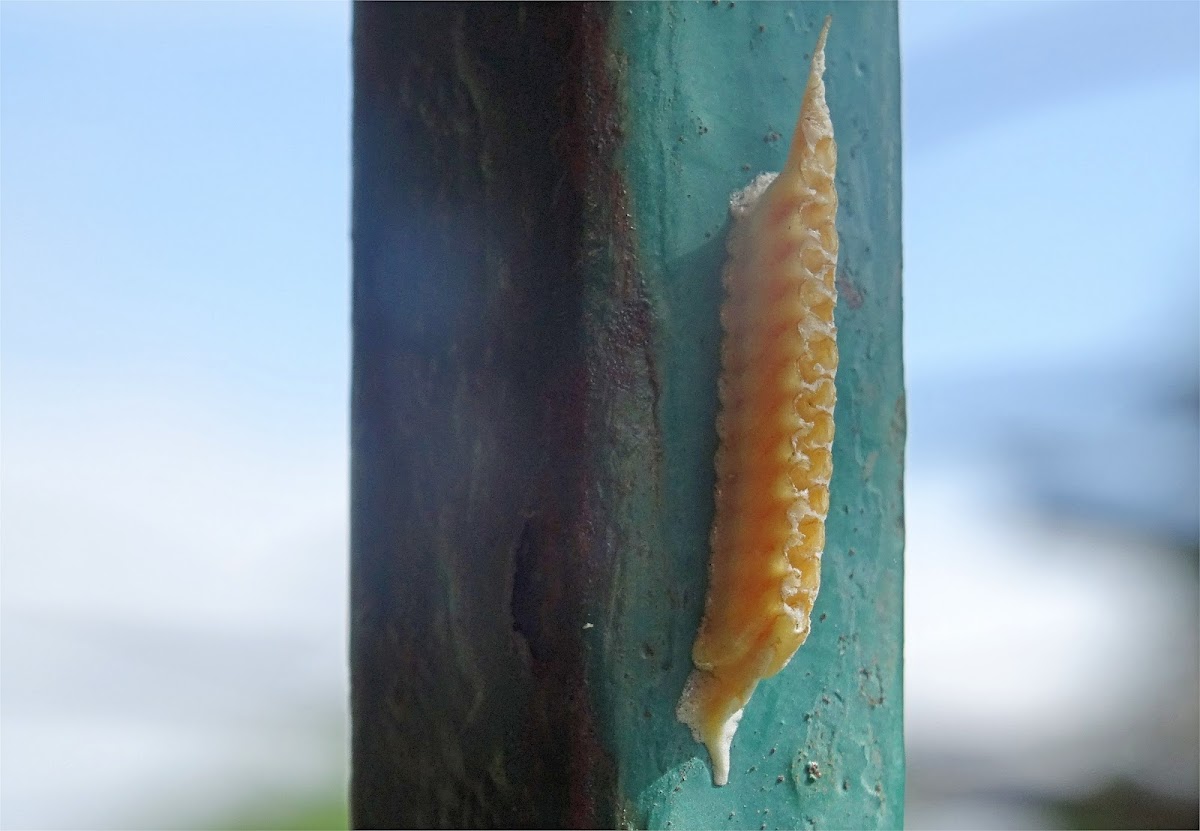 Praying Mantis egg-case