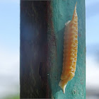 Praying Mantis egg-case