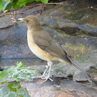 Clay-colored thrush