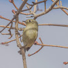 Ruby Crowned Kinglet