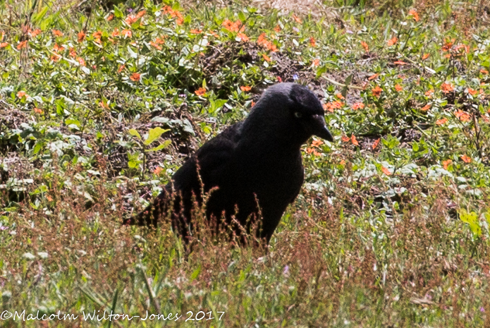 Jackdaw