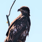 Bald eagle (juvenile)