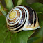 Banded Snail