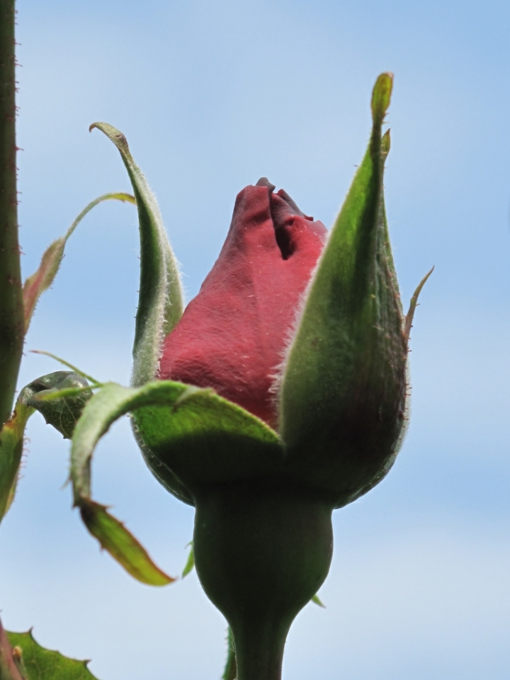 Piccolo di rosa di Teo76