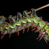 Citheronia laocoon caterpillar