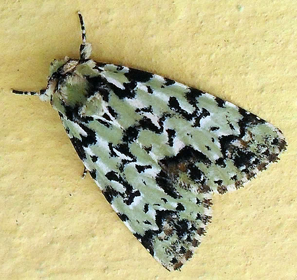 Orion-owl moth