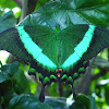 Emerald Swallowtail