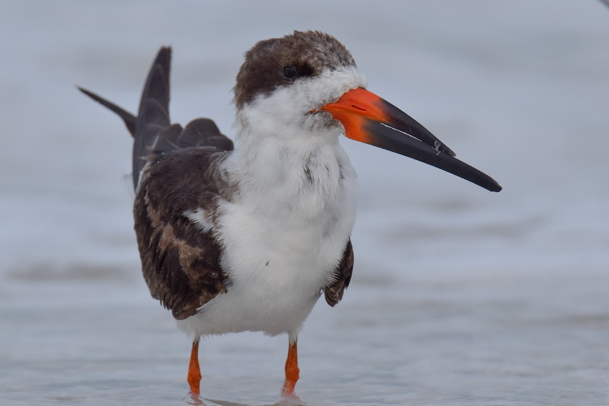 Black Skimmer