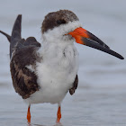 Black Skimmer