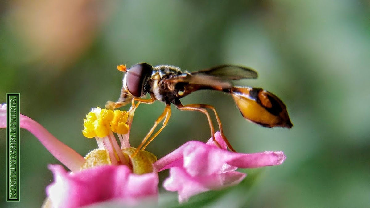 Rotating Hoverfly.