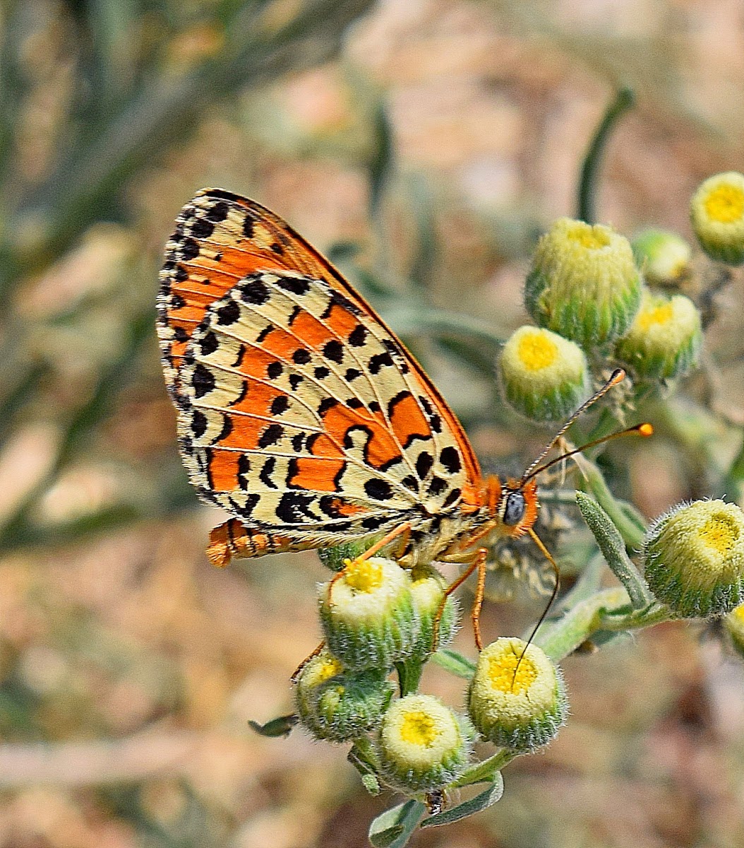 Spotted Fritillary