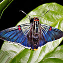 Phocides polybius phanias