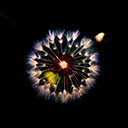 Dandelion Wallpapers Theme New Tab