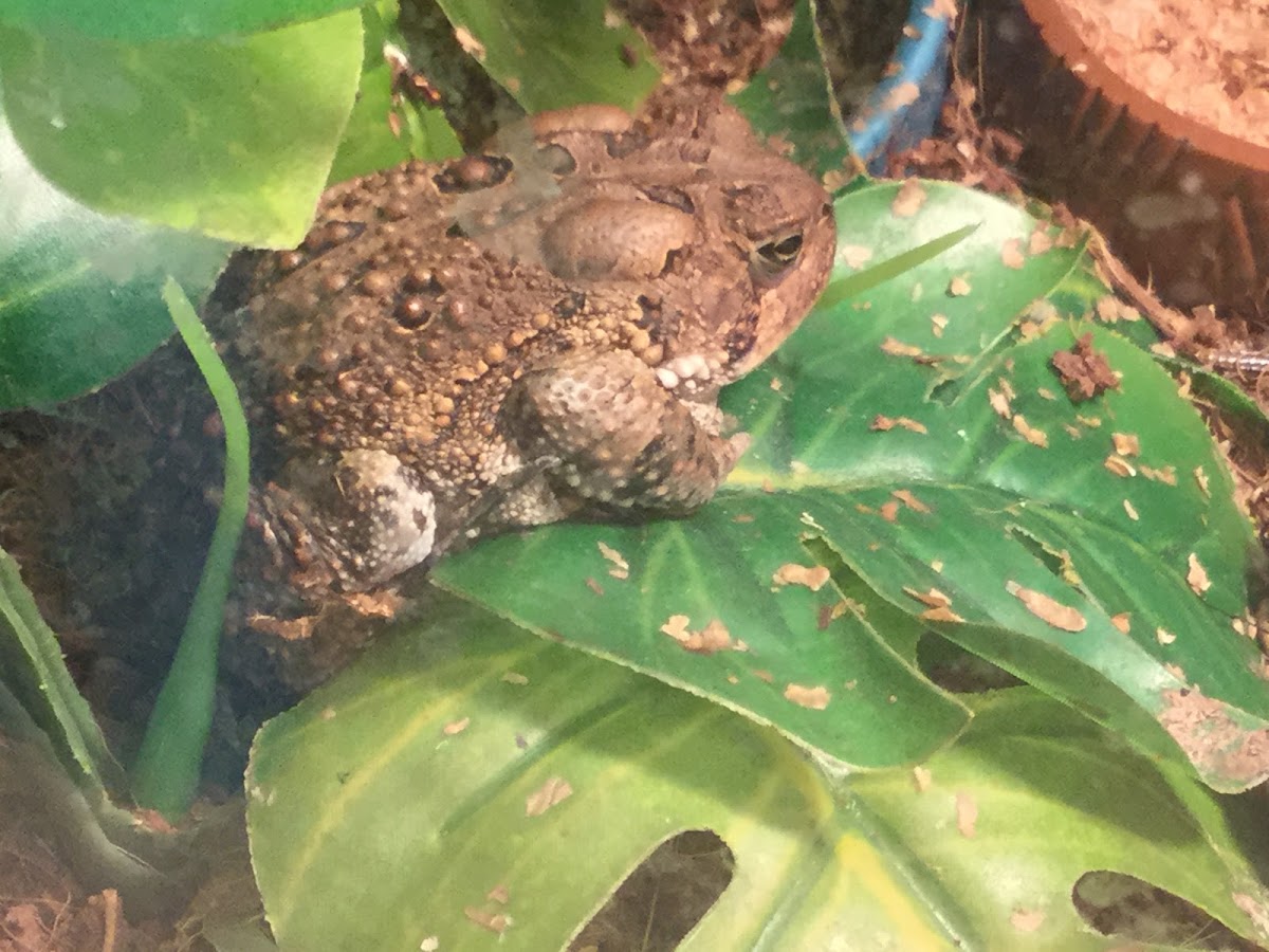 Fowler's Toad