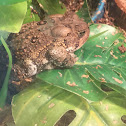 Fowler's Toad