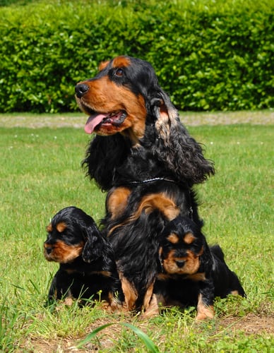 Cocker spaniel con cachorros creciendo bien y sanos