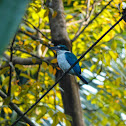 Collared Kingfisher