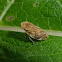 Meadow Spittlebug