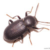 Darkling Beetle