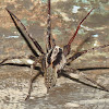 Tropical wolf spider