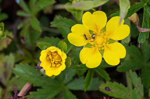 Potentilla reptans