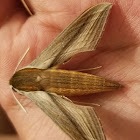 Tersa sphinx moth