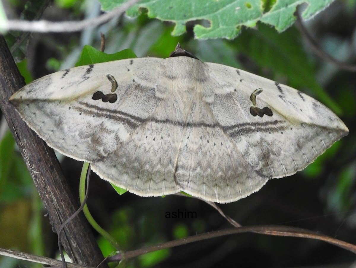 Noctuid Erebidae moth