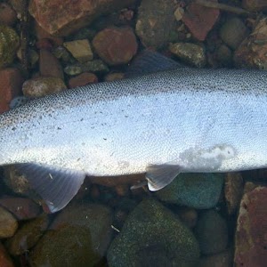 Rainbow Trout Wallpaper Images 1.0