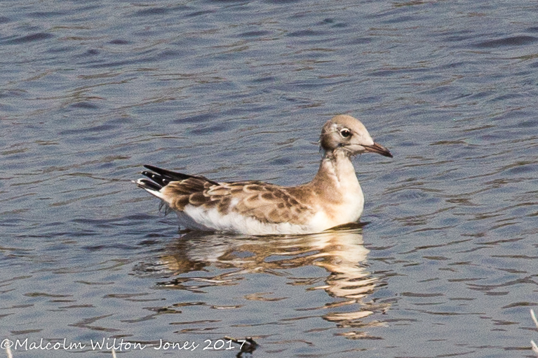 Black-headed Gull; Gaviota Reidora