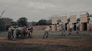 A tranquilised rhino is moved carefully into a crate for transportation from SA to Rwanda.