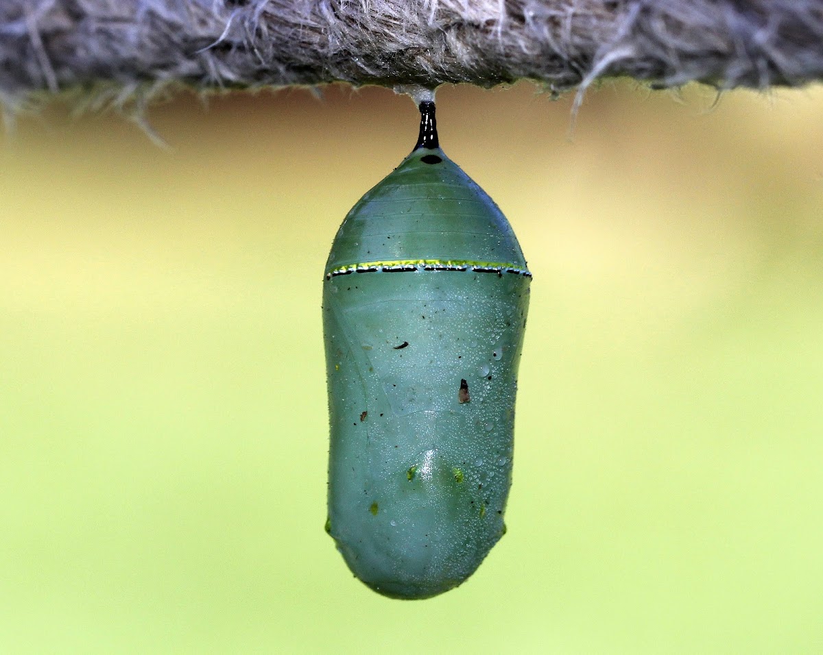 Monarch Butterfly Chrysalis