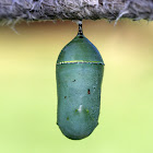 Monarch Butterfly Chrysalis