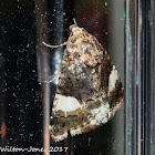 Four-spotted Moth