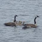 Canada Geese & Goslings