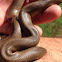 Rubber boa