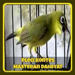 Cover Image of Download Pleci Kontes Masteran Dahsyat Offline 1.0 APK