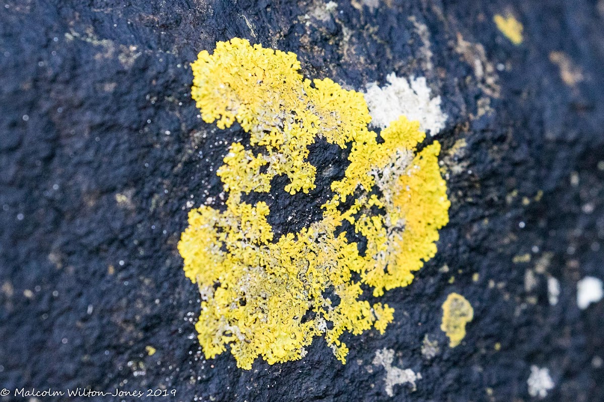 Lichen