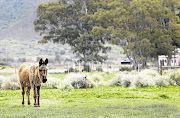 NEIGH MAN: Bella, one of the animals at Eseltjiesrus, was brought up by horses and doesn't know she's a donkey