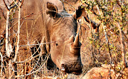 Researchers argue that South Africa should adopt a 'shoot-to-kill' policy to show that it is serious about halting the country’s rhino poaching crisis. File photo. 