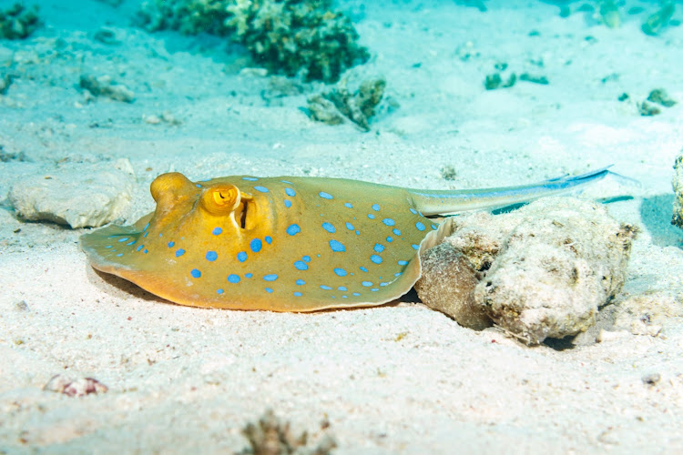A blue spotted stingray on the seabed. Stock photo.